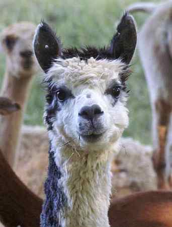 alpaca female for sale
